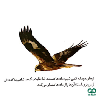 گونه سنقر تالابی Western Marsh Harrier